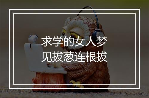 求学的女人梦见拔葱连根拔