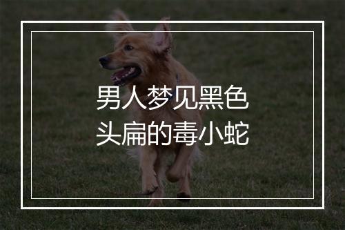 男人梦见黑色头扁的毒小蛇