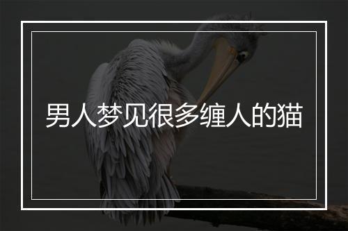 男人梦见很多缠人的猫