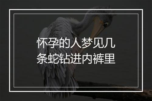 怀孕的人梦见几条蛇钻进内裤里