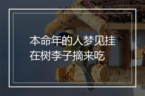 本命年的人梦见挂在树李子摘来吃