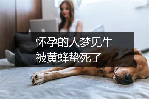 怀孕的人梦见牛被黄蜂蛰死了