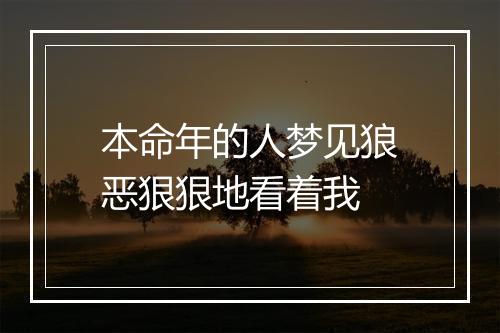 本命年的人梦见狼恶狠狠地看着我