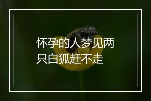 怀孕的人梦见两只白狐赶不走