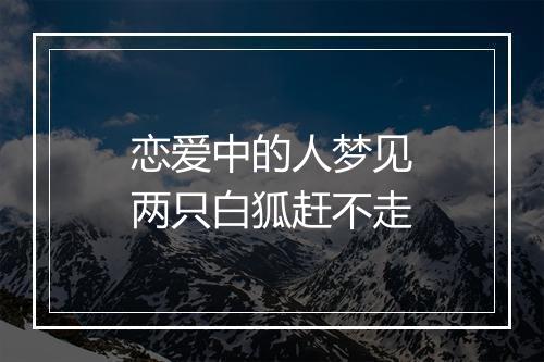 恋爱中的人梦见两只白狐赶不走