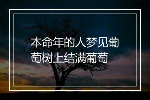 本命年的人梦见葡萄树上结满葡萄