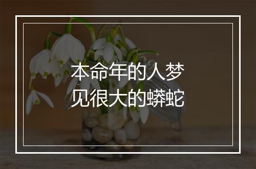 本命年的人梦见很大的蟒蛇