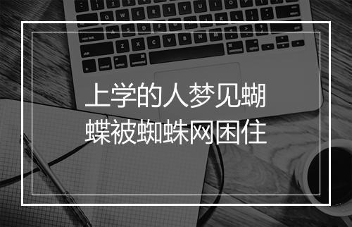 上学的人梦见蝴蝶被蜘蛛网困住