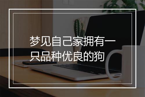 梦见自己家拥有一只品种优良的狗