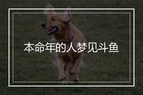 本命年的人梦见斗鱼