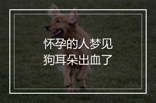 怀孕的人梦见狗耳朵出血了