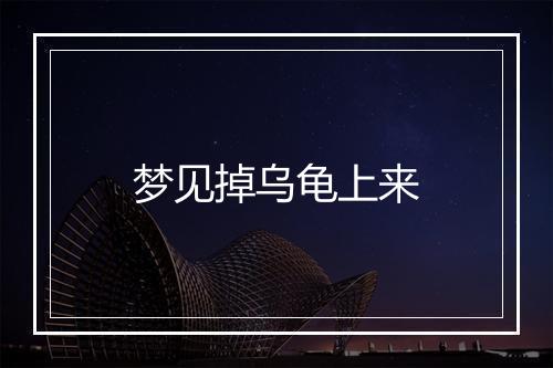 梦见掉乌龟上来