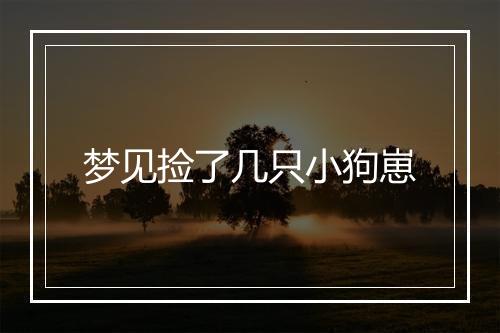 梦见捡了几只小狗崽