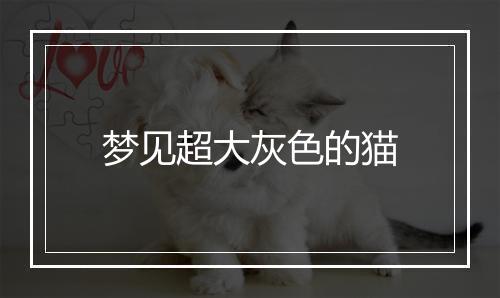 梦见超大灰色的猫