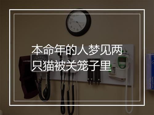 本命年的人梦见两只猫被关笼子里