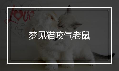 梦见猫咬气老鼠