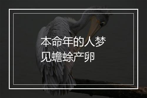 本命年的人梦见蟾蜍产卵