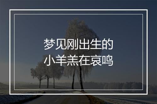 梦见刚出生的小羊羔在哀鸣