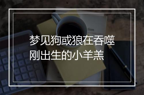 梦见狗或狼在吞噬刚出生的小羊羔