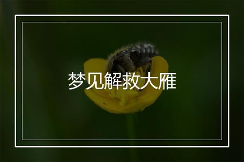 梦见解救大雁