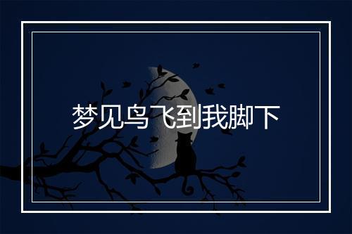 梦见鸟飞到我脚下