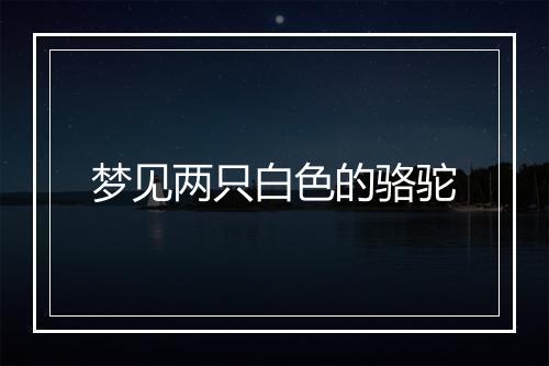 梦见两只白色的骆驼