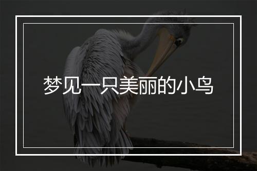 梦见一只美丽的小鸟