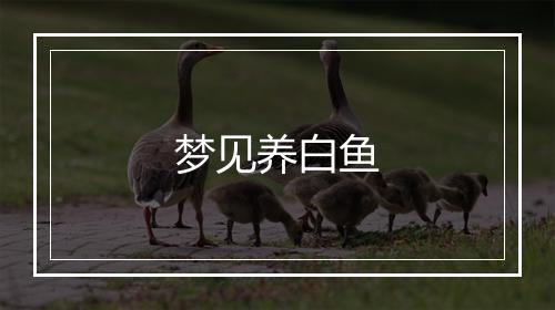 梦见养白鱼