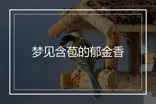 梦见含苞的郁金香