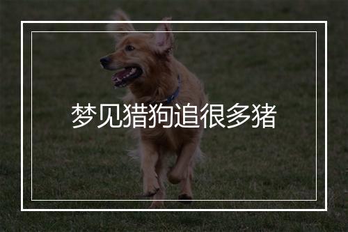 梦见猎狗追很多猪