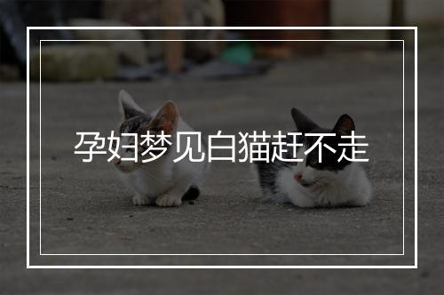 孕妇梦见白猫赶不走