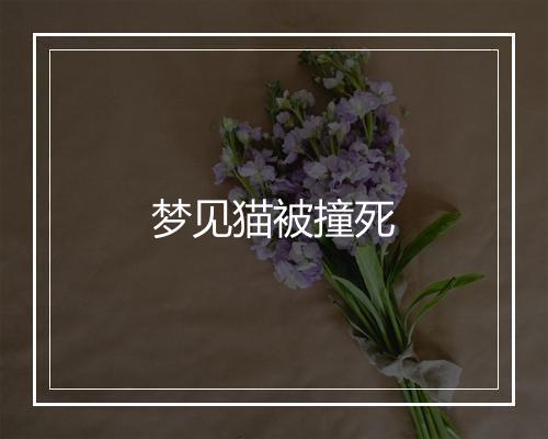 梦见猫被撞死