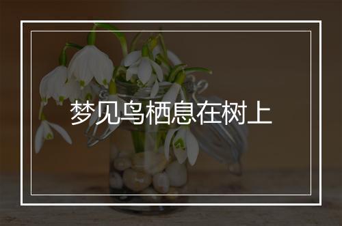 梦见鸟栖息在树上