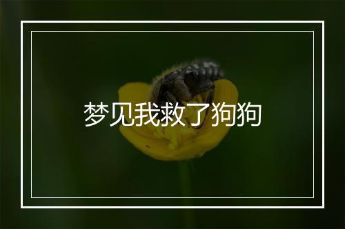 梦见我救了狗狗