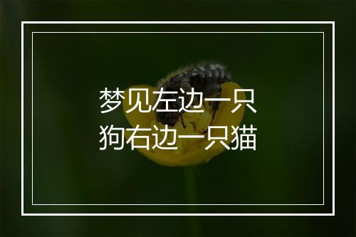 梦见左边一只狗右边一只猫