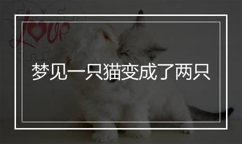 梦见一只猫变成了两只