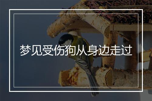 梦见受伤狗从身边走过