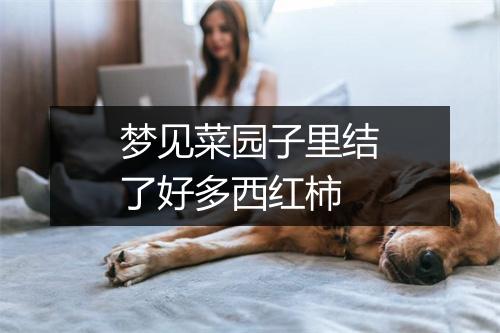 梦见菜园子里结了好多西红柿