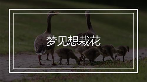 梦见想栽花