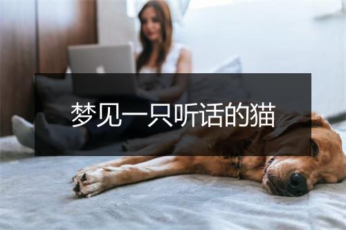 梦见一只听话的猫