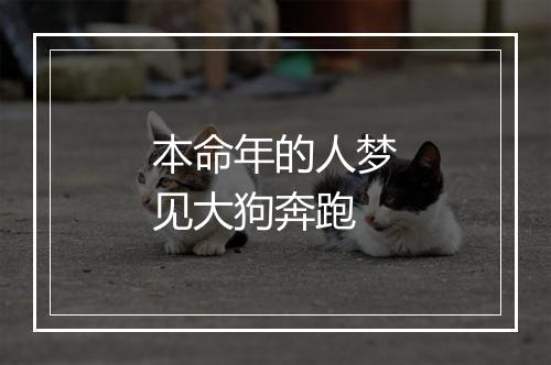 本命年的人梦见大狗奔跑