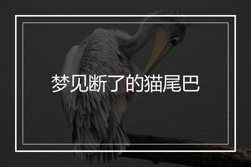 梦见断了的猫尾巴