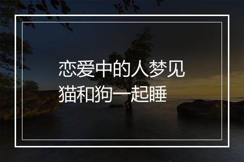 恋爱中的人梦见猫和狗一起睡