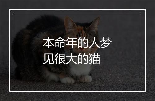 本命年的人梦见很大的猫