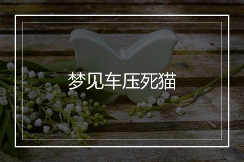 梦见车压死猫