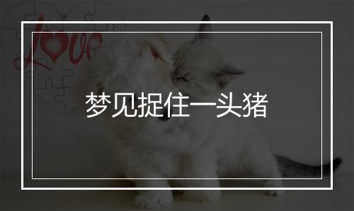 梦见捉住一头猪