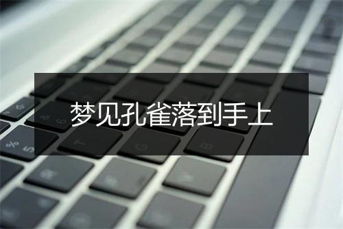 梦见孔雀落到手上