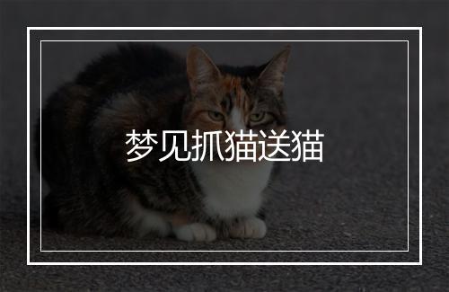 梦见抓猫送猫