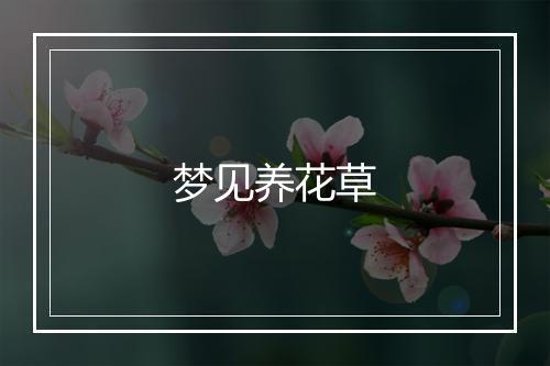 梦见养花草