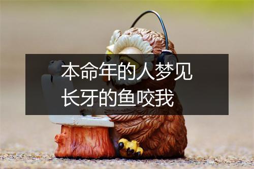 本命年的人梦见长牙的鱼咬我